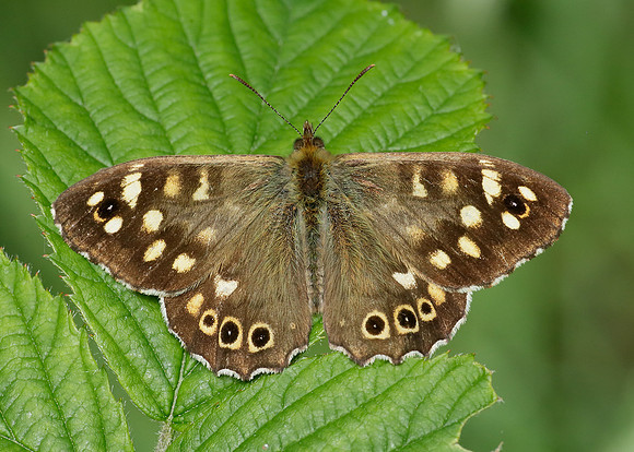 Speckled Wood Pararge aegeria