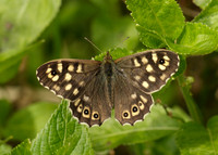 Speckled Wood Pararge aegeria