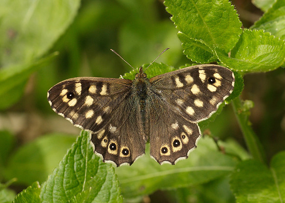 Speckled Wood Pararge aegeria