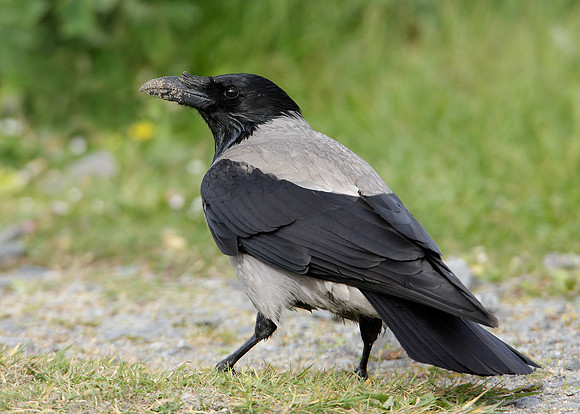 Hooded Crow Corvus corone cornix