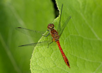 Ruddy Darter Sympetrum sanguineum