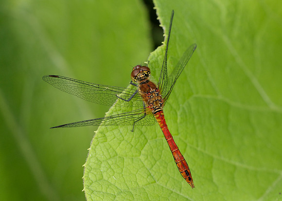 Ruddy Darter Sympetrum sanguineum