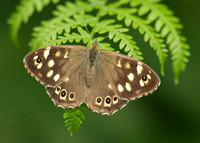 Speckled Wood Pararge aegeria