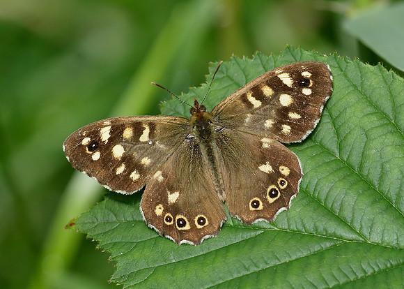 Speckled Wood Pararge aegeria