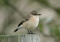 Siberian Stonechat Saxocola torquatus maurus/stejnegeri