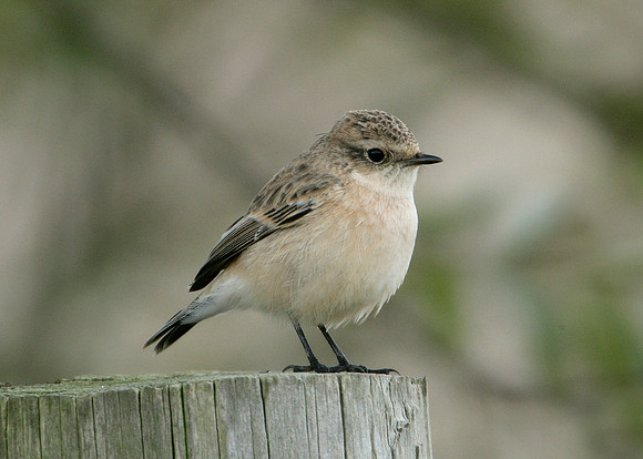 Siberian Stonechat Saxocola torquatus maurus/stejnegeri