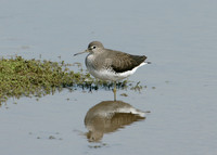 Green Sandpiper Tringa ochropus