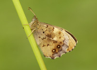Speckled Wood Pararge aegeria