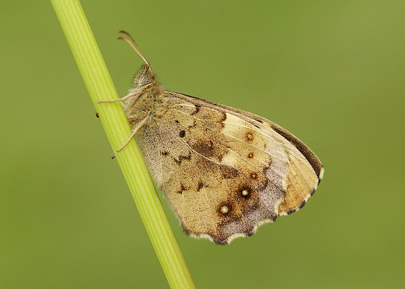 Speckled Wood Pararge aegeria