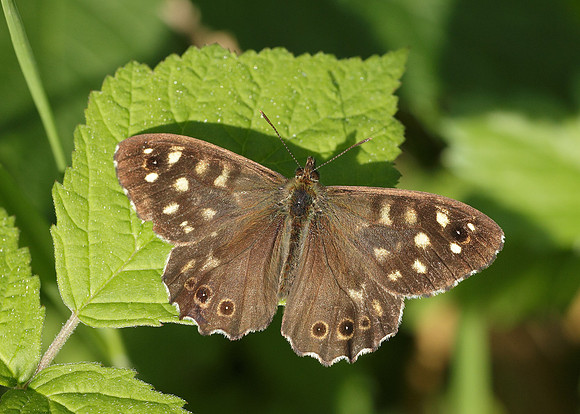 Speckled Wood Pararge aegeria