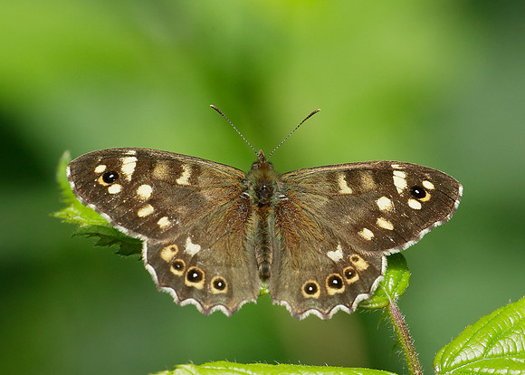 Speckled Wood Pararge aegeria