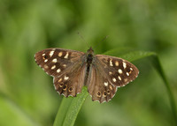 Speckled Wood Pararge aegeria