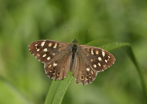 Speckled Wood Pararge aegeria