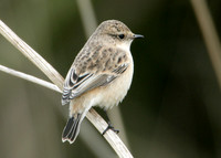 Siberian Stonechat Saxocola torquatus maurus/stejnegeri