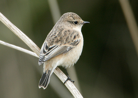 Siberian Stonechat Saxocola torquatus maurus/stejnegeri