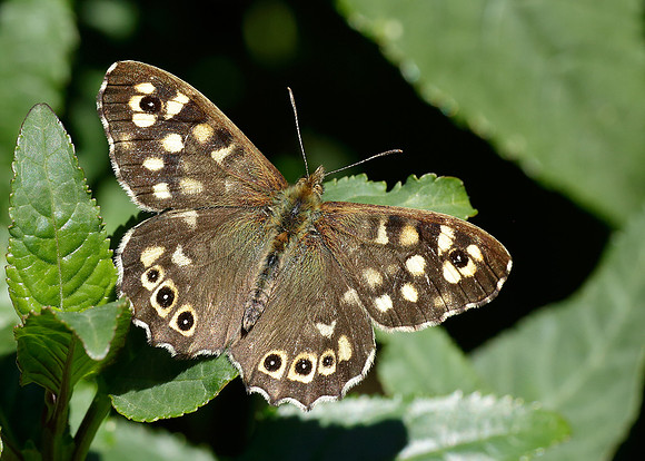 Speckled Wood Pararge aegeria
