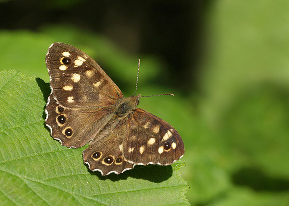 Speckled Wood Pararge aegeria
