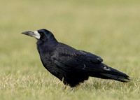 Rook Corvus frugilegus