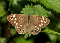 Speckled Wood Pararge aegeria