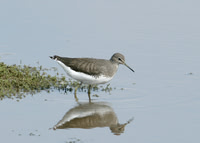 Green Sandpiper Tringa ochropus
