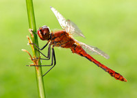Ruddy Darter Sympetrum sanguineum