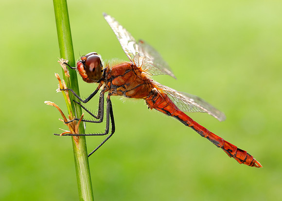 Ruddy Darter Sympetrum sanguineum