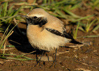 Desert Wheatear Oenanthe deserti