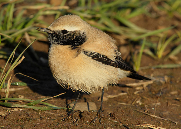 Desert Wheatear Oenanthe deserti