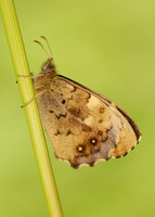 Speckled Wood Pararge aegeria