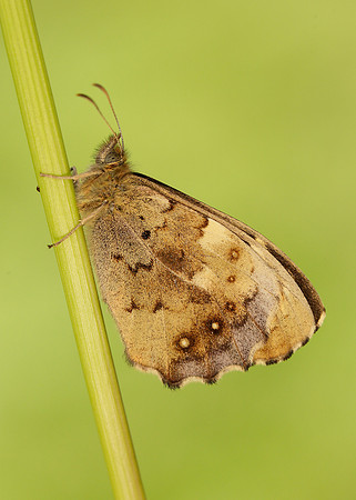 Speckled Wood Pararge aegeria