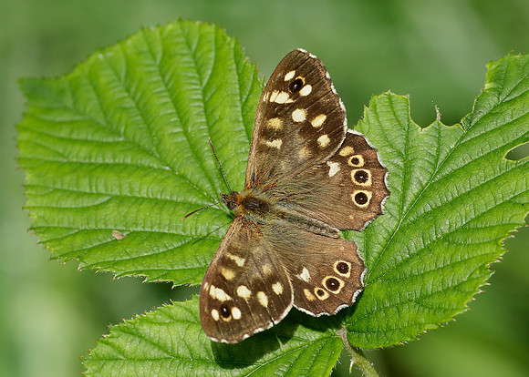 Speckled Wood Pararge aegeria