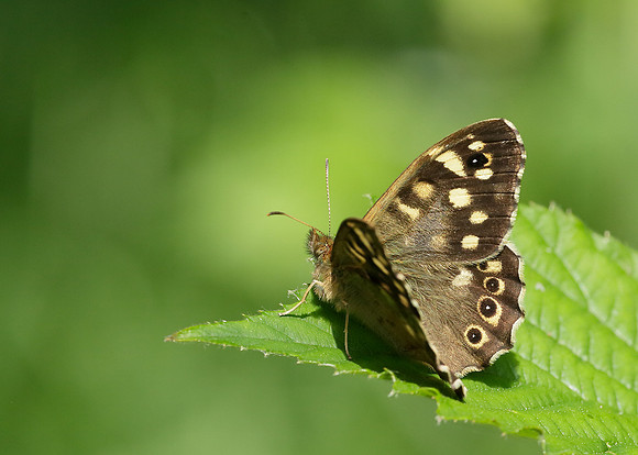 Speckled Wood Pararge aegeria