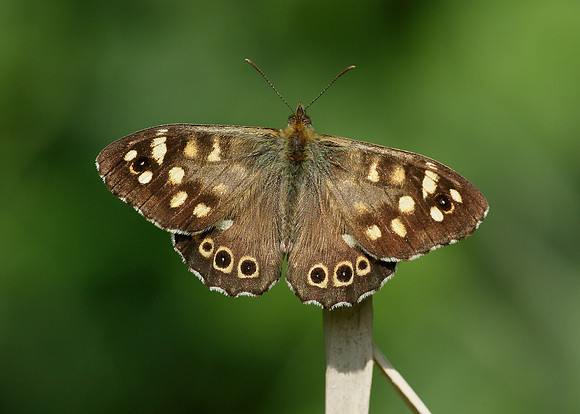 Speckled Wood Pararge aegeria