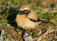Desert Wheatear Oenanthe deserti