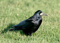 Rook Corvus frugilegus