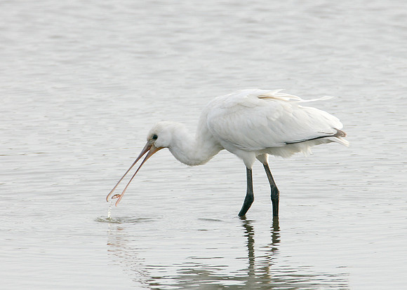 Spoonbill Platalea leucorodia