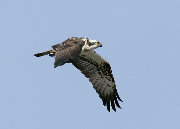 Osprey Pandion haliaetus