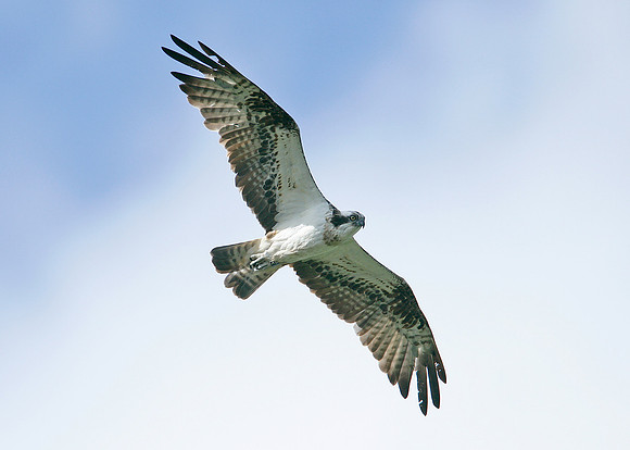 Osprey Pandion haliaetus