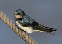 Swallow Hirundo rustica