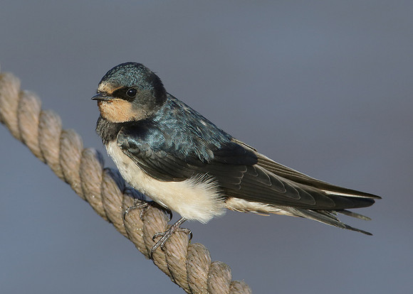 Swallow Hirundo rustica