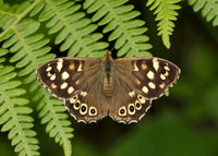 Speckled Wood Pararge aegeria