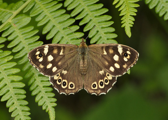 Speckled Wood Pararge aegeria