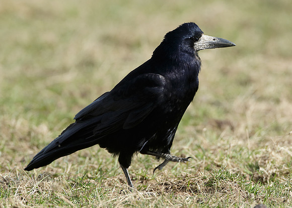 Rook Corvus frugilegus