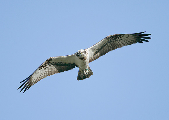 Osprey Pandion haliaetus