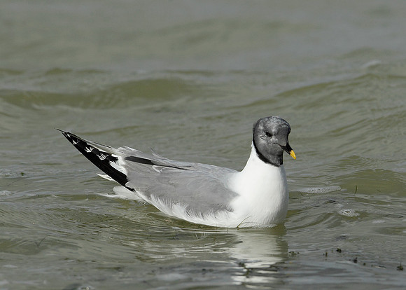 Sabine's Gull Xema sabini