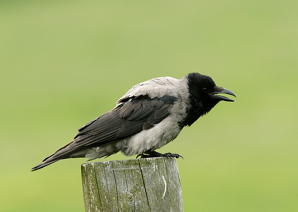 Hooded Crow Corvus corone cornix