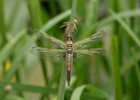 Four-spotted Chaser Libellula quadrimaculata