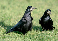 Rook Corvus frugilegus