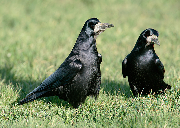 Rook Corvus frugilegus