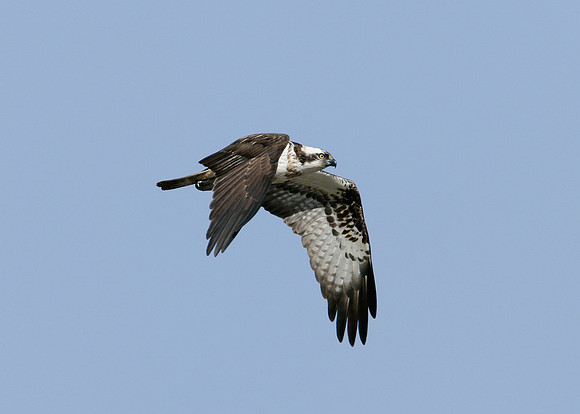 Osprey Pandion haliaetus